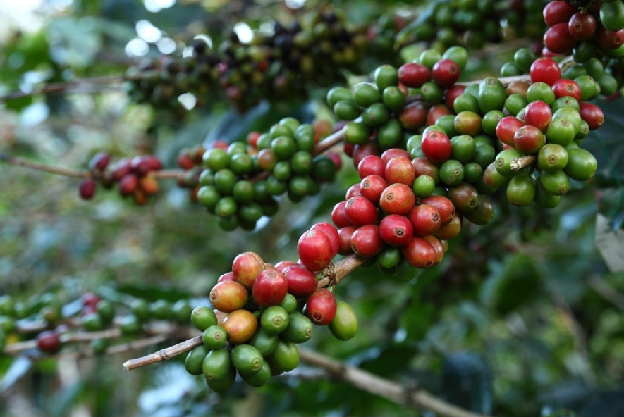 Coffea Arabica