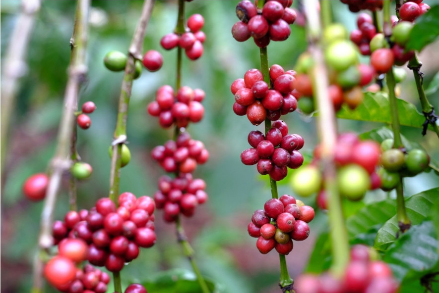 Coffea Robusta